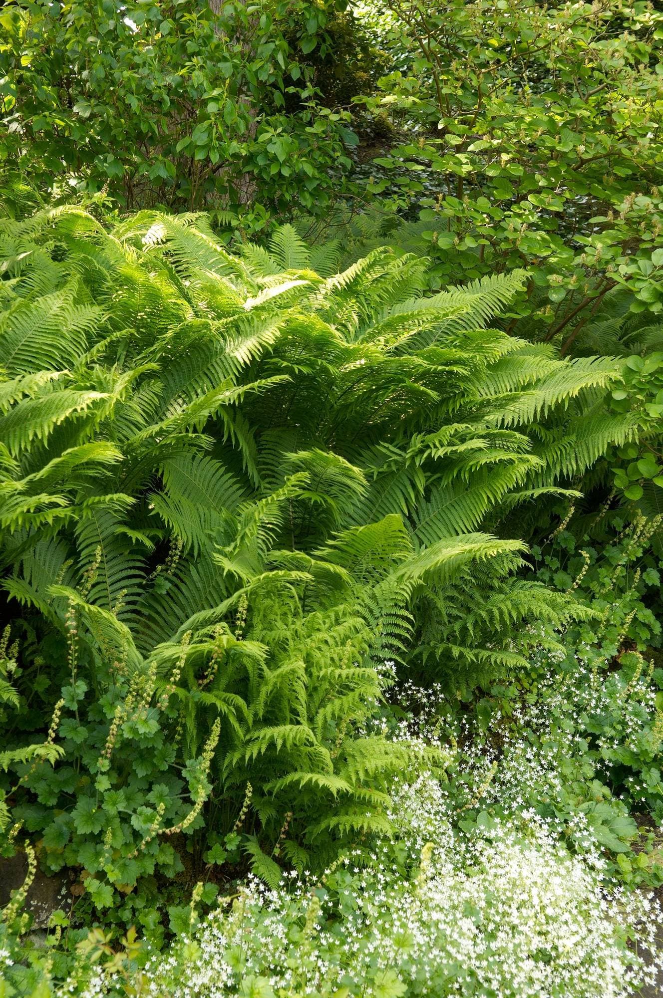 Üppige grüne Farne, umgeben von kleinen weißen Blüten und belaubten Sträuchern in einer Gartenumgebung.