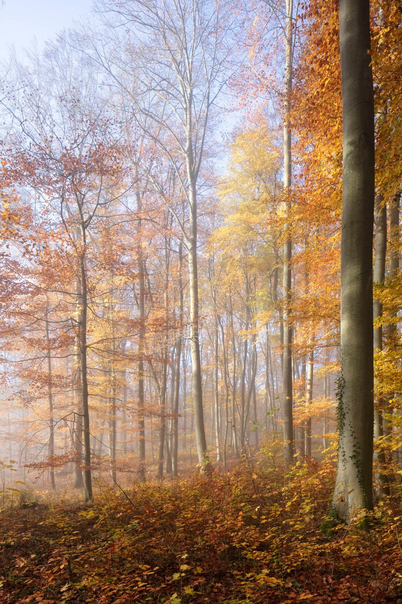 Sonnenbeschienener Wald im Herbst mit hohen Bäumen, goldenen Blättern und einem nebligen Hintergrund, der eine heitere und farbenfrohe Atmosphäre schafft.